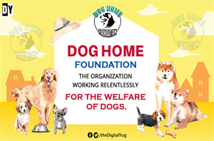 Dog Home Foundation - The organization working relentlessly for the welfare of dogs.